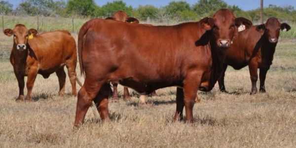 Group of reddish-brown cows standing in a field.