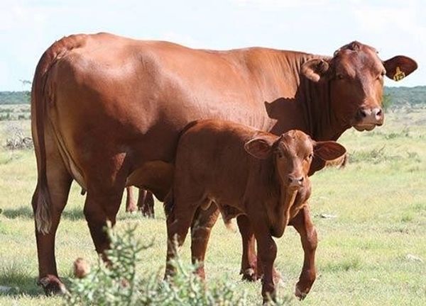 A brown cow with its calf standing on grassland.