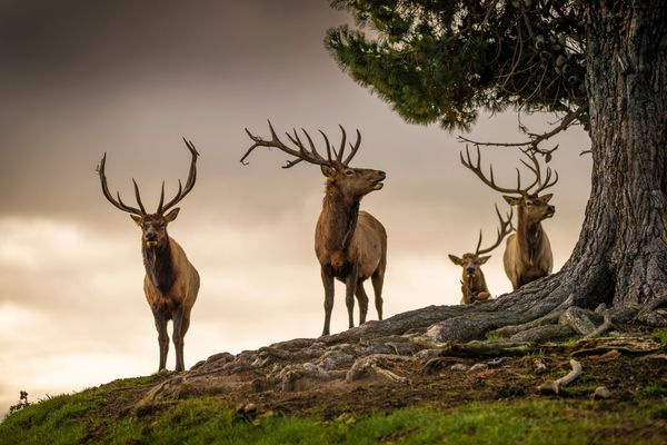 Majestic elk stags on the farm
