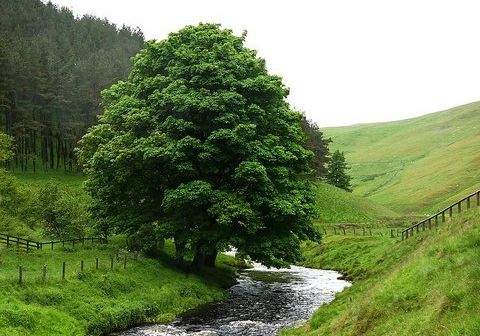 You will be like a tree planted by living waters