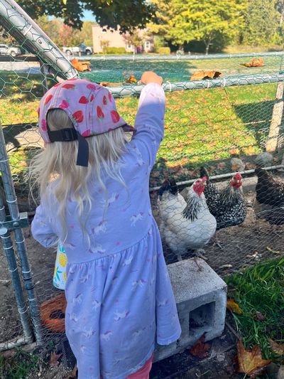 A child in a strawberry cap watching chickens through a wire fence.