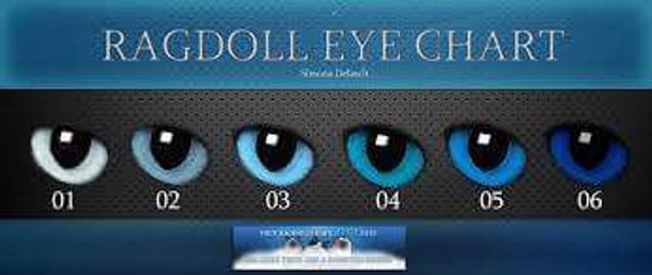 ragdoll eye chart