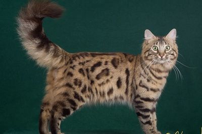 A spotted Bengal cat with a fluffy tail stands against a dark green background.
