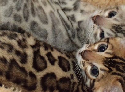 BROWN AND SILVER ROSETTED BENGAL KITTENS FOR SALE