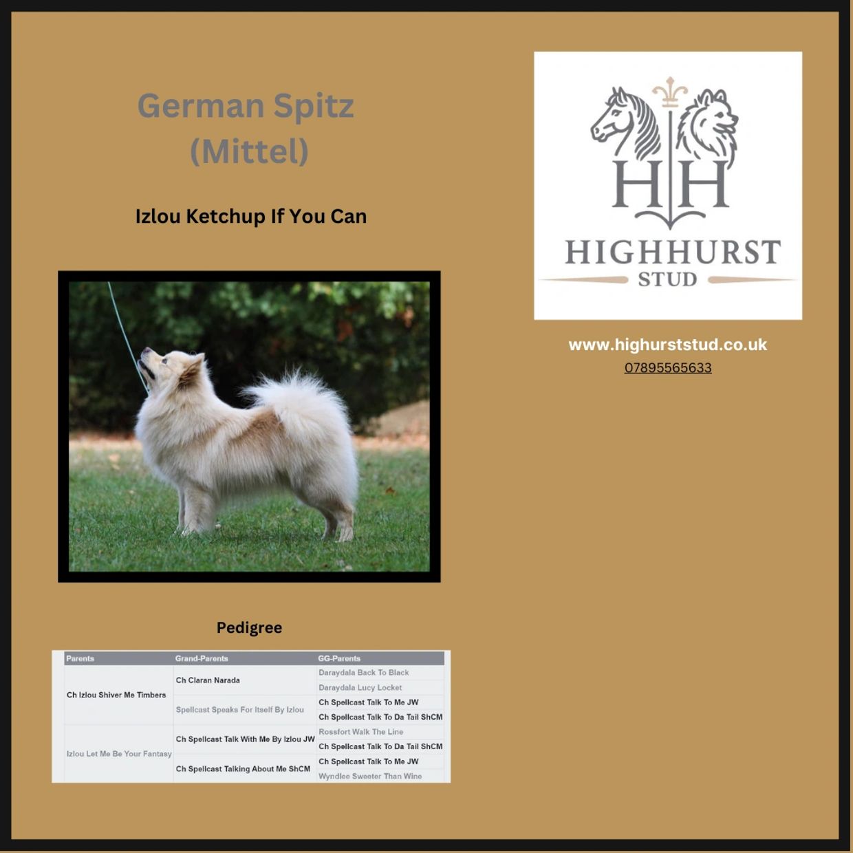 Stud dog available