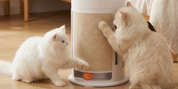 Two fluffy cats playing with a scratching post and a toy ball.