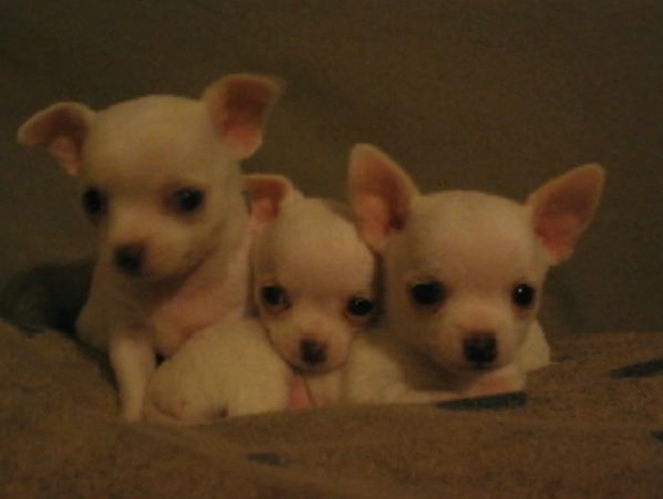Three small white puppies sitting closely.