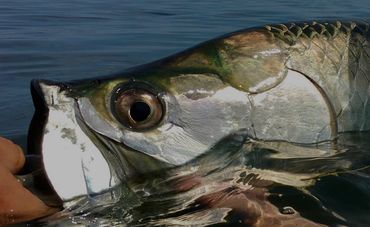 Tarpon on fly