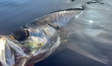 Tarpon on fly