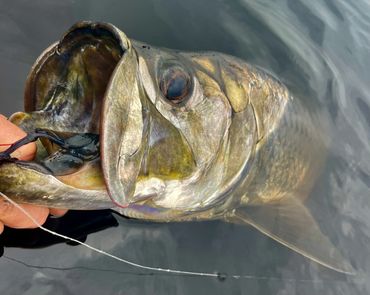 Tarpon on fly