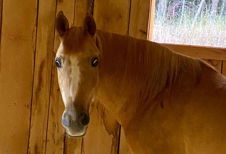 horse in barn at Facowee Farms