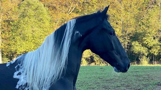 Spider horse in pasture at Facowee Farms