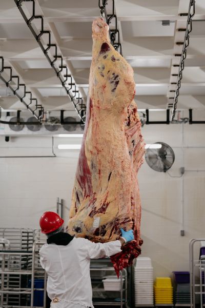 Worker inspects a large hanging beef carcass in a processing facility.
