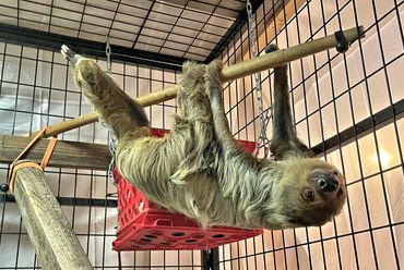 Two-toed sloth hanging upside down from wooden dowel in enclosure.