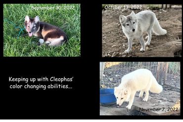 Three pictures an Arctic fox. Sept his fur is dark, Oct. He is grey, Nov. his fur is white.