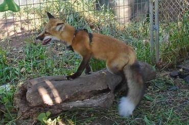 Red fox standing on downed tree limb.