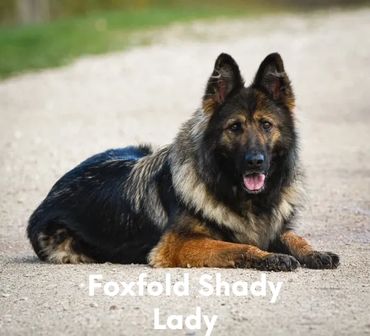 Foxfold Shady Lady