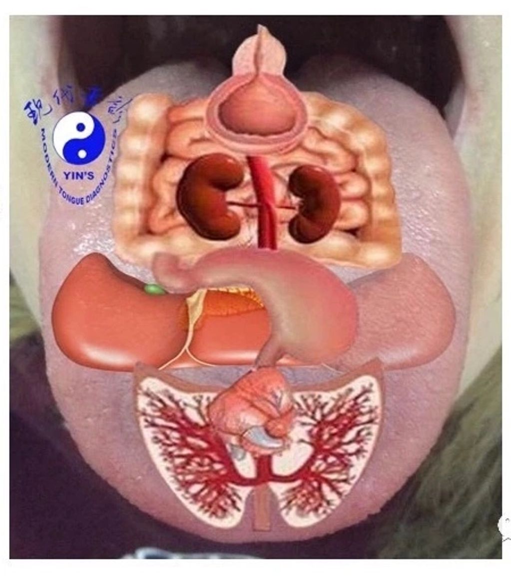 Organs are on the tongue 