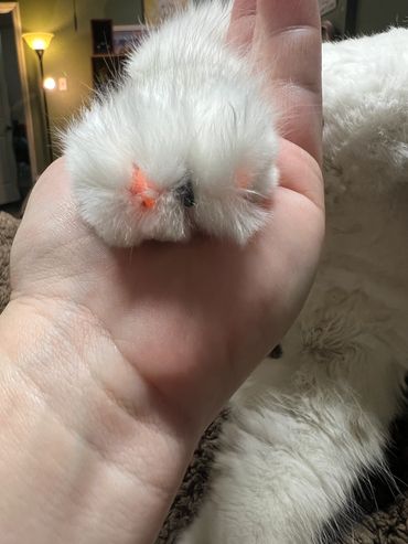 orange and black nail caps