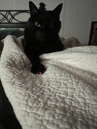 Pretty kitty with her orange nail caps