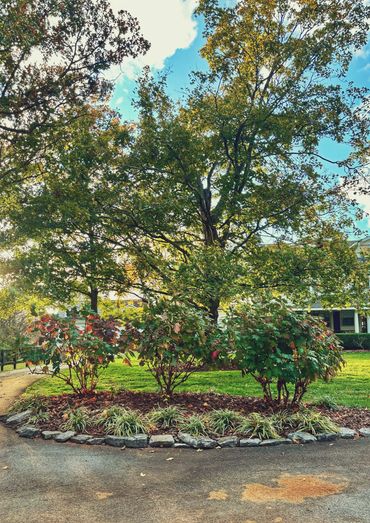 Oak-leaf hydrangeas on a full service maintenance property