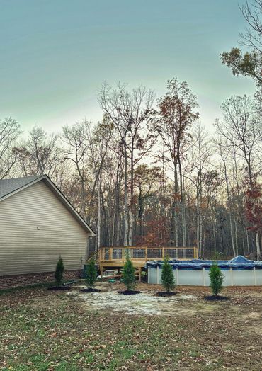 Green giant arborvitae trees