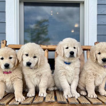 Golden Retriever Puppies