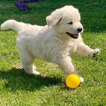 English Cream Golden Retriever Puppy running Illinois