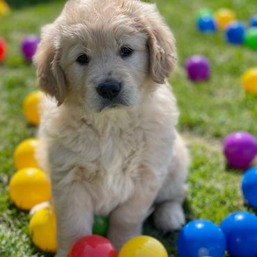 Beautiful golden retriever puppy surrounded by balls