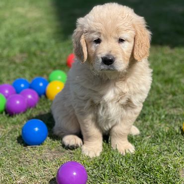 Golden Retriever puppy , Sun Prairie Farms Goldens Illinois Golden Retriever Breeder