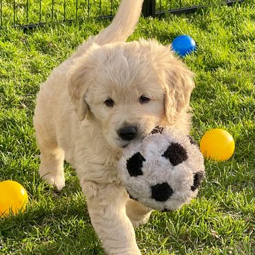 Golden Retriever puppy carrying a ball. sun Prairie Farms Goldens Illinois golden retriever breeder