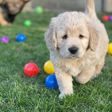 Golden Retriever Puppy