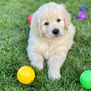English Cream Golden Retriever Puppies