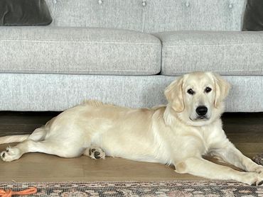 Beautiful english cream golden retriever dog sitting in front of a grey couch