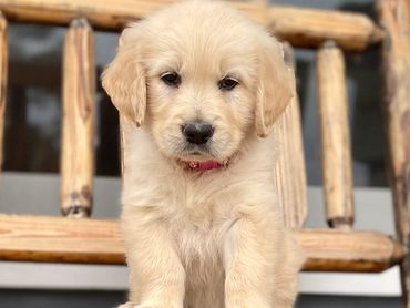 Pink Girl Golden retriever puppy