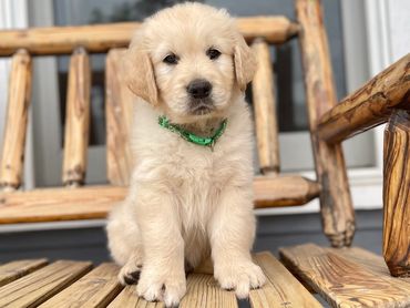 adorable golden retriever puppy