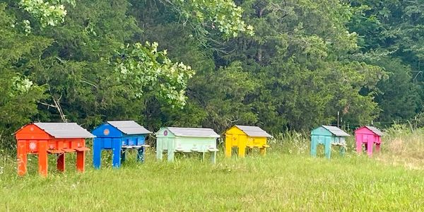 Colorful beehives arranged in a grassy field near trees.