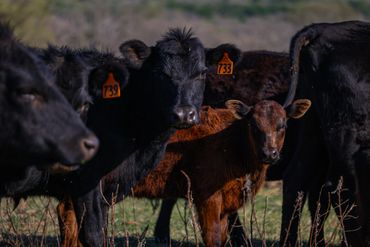 Black cows and a brown calf with ear tags in a field.