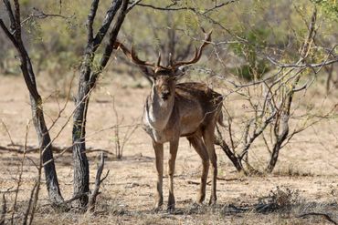 A deer with large antlers stands among sparse trees in a dry landscape.