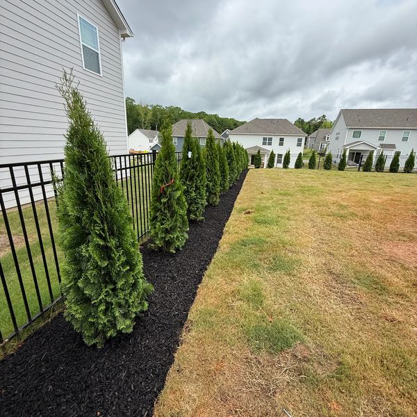 Row of young evergreen trees along a fence.