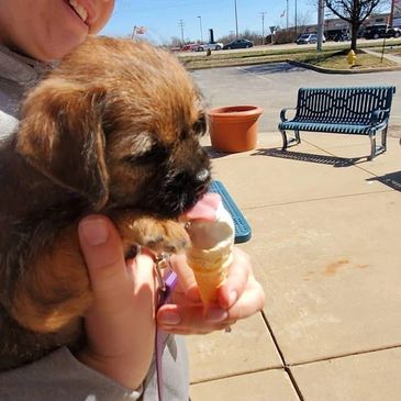 Dog being held while licking Frozen Custard from a cone