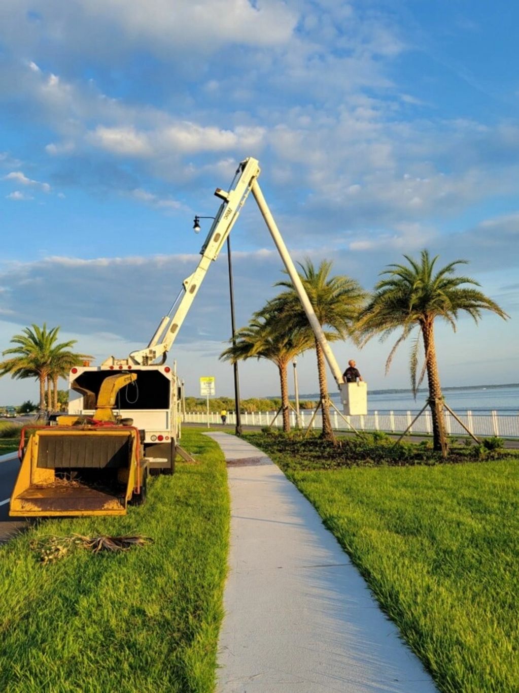 Sanford Riverwalk tree maintenance