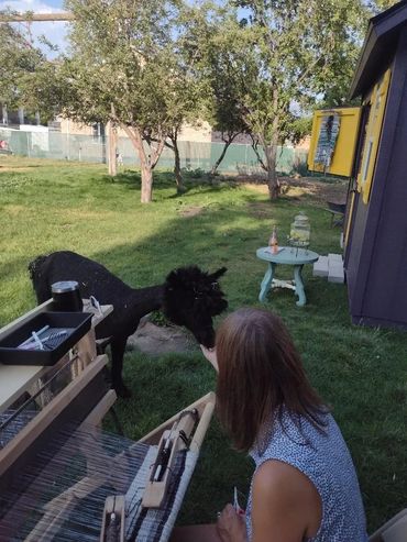 Alpaca wanders through our outdoor weaving studio.