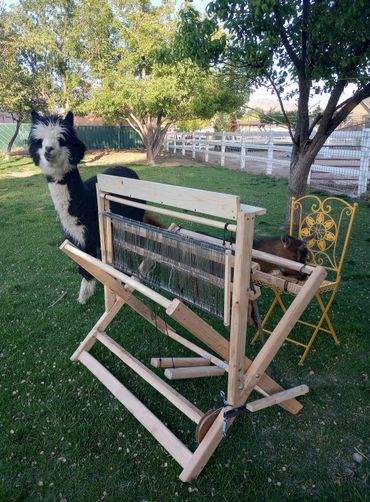 Curious alpaca investigates our handmade loom. Weaving among alpacas.
