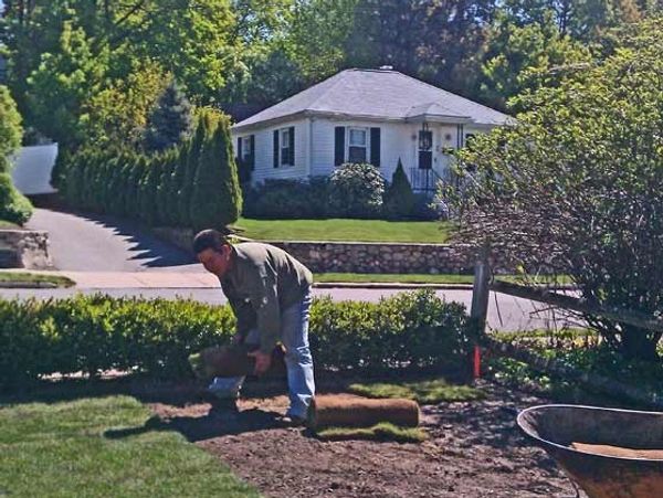 A landscaper installing new lawn