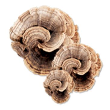 Dried Turkey Tail Mushroom
