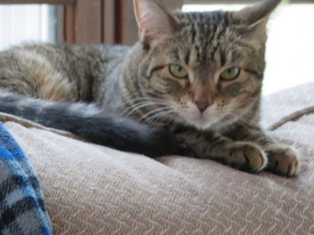A tabby cat sitting on a couch cushion.