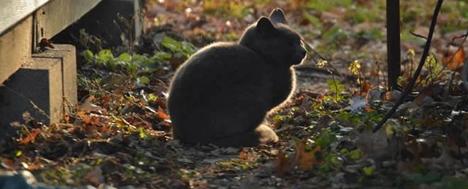 A gray cat sitting on it's hunches on a Fall day.