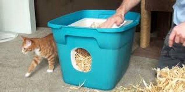 A light blue Rubbermaid cat shelter with straw inside.