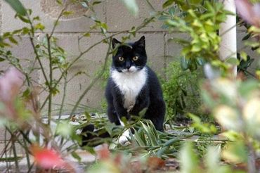 A black and white cat peering through weeds.